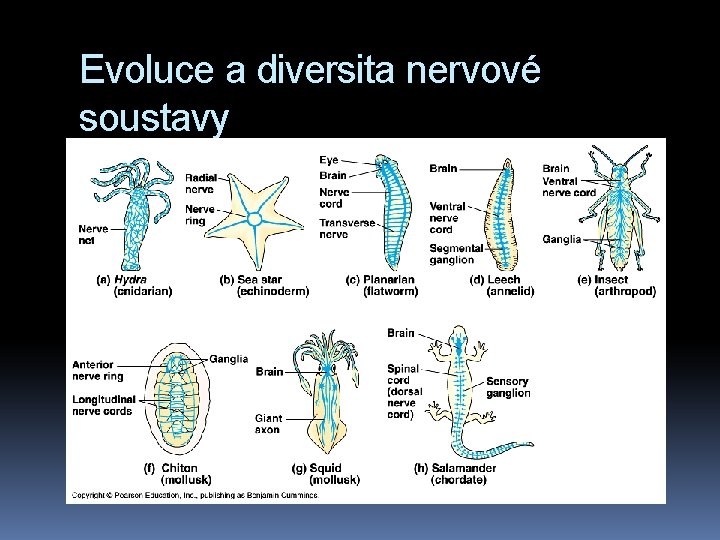 Evoluce a diversita nervové soustavy 