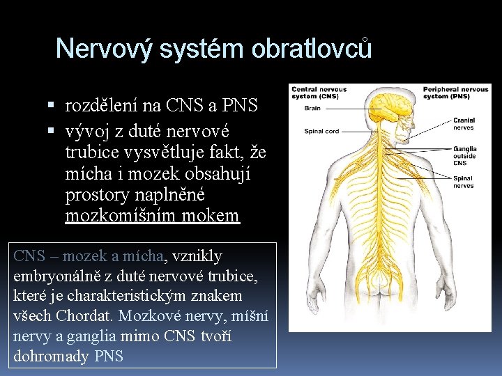 Nervový systém obratlovců rozdělení na CNS a PNS vývoj z duté nervové trubice vysvětluje