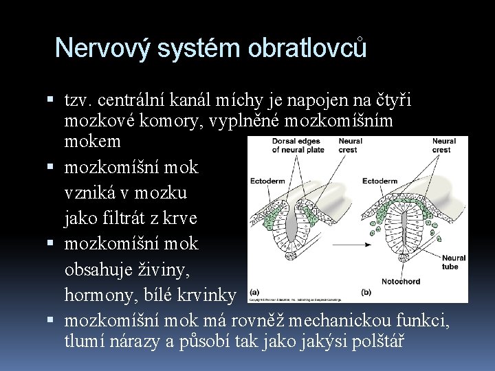 Nervový systém obratlovců tzv. centrální kanál míchy je napojen na čtyři mozkové komory, vyplněné