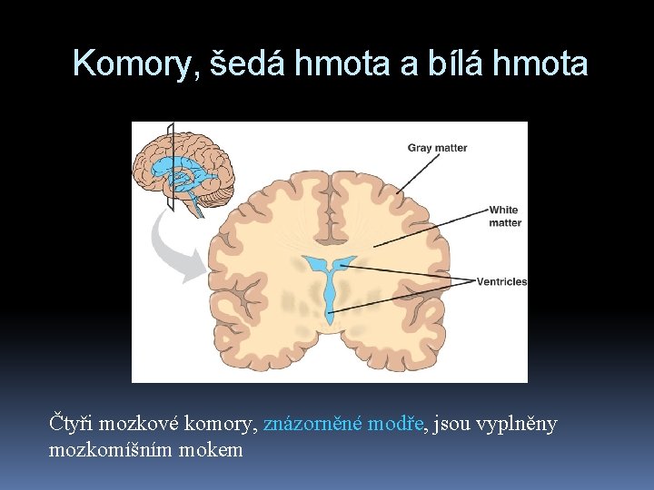 Komory, šedá hmota a bílá hmota Čtyři mozkové komory, znázorněné modře, jsou vyplněny mozkomíšním