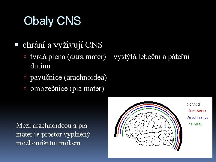 Obaly CNS chrání a vyživují CNS tvrdá plena (dura mater) – vystýlá lebeční a