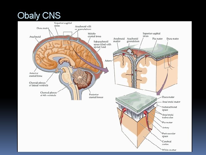 Obaly CNS 