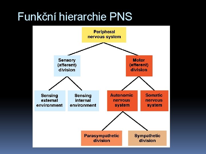 Funkční hierarchie PNS 