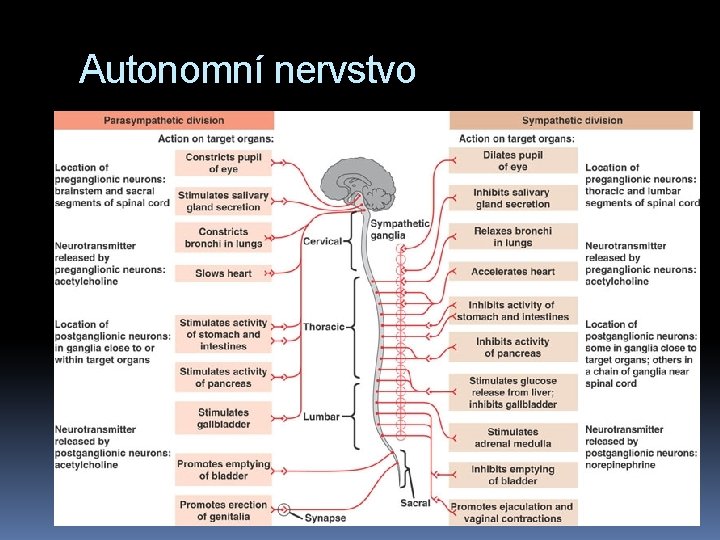 Autonomní nervstvo 