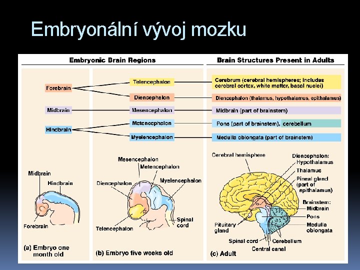 Embryonální vývoj mozku 