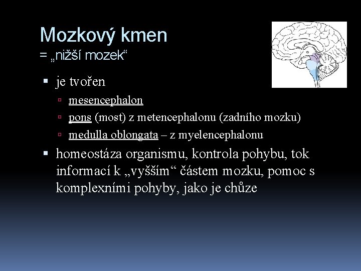 Mozkový kmen = „nižší mozek“ je tvořen mesencephalon pons (most) z metencephalonu (zadního mozku)