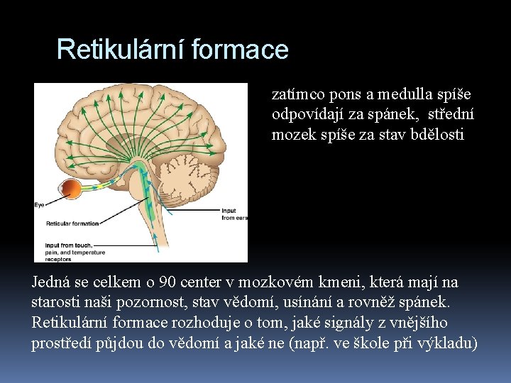 Retikulární formace zatímco pons a medulla spíše odpovídají za spánek, střední mozek spíše za