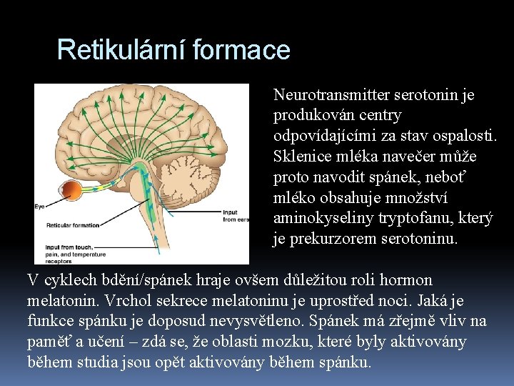 Retikulární formace Neurotransmitter serotonin je produkován centry odpovídajícími za stav ospalosti. Sklenice mléka navečer