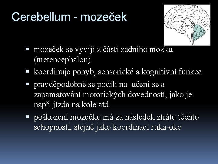 Cerebellum - mozeček se vyvíjí z části zadního mozku (metencephalon) koordinuje pohyb, sensorické a