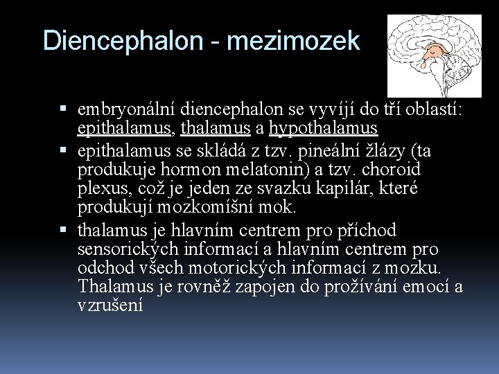 Diencephalon - mezimozek embryonální diencephalon se vyvíjí do tří oblastí: epithalamus, thalamus a hypothalamus