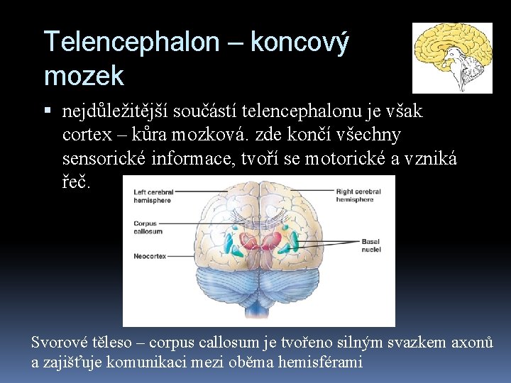 Telencephalon – koncový mozek nejdůležitější součástí telencephalonu je však cortex – kůra mozková. zde