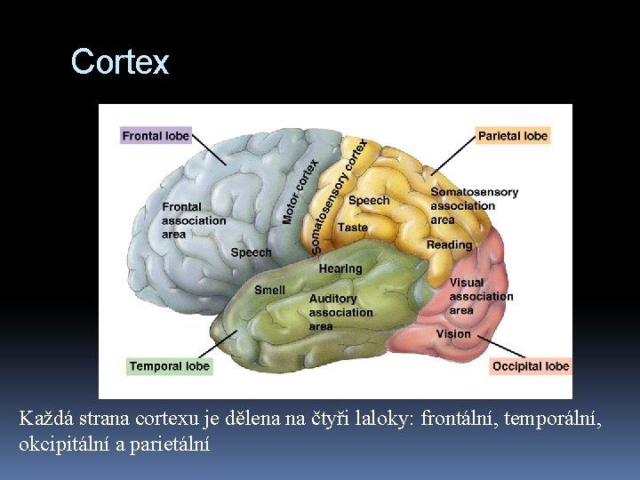 Cortex Každá strana cortexu je dělena na čtyři laloky: frontální, temporální, okcipitální a parietální