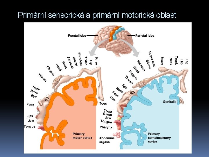 Primární sensorická a primární motorická oblast 