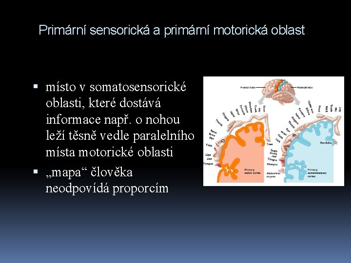 Primární sensorická a primární motorická oblast místo v somatosensorické oblasti, které dostává informace např.