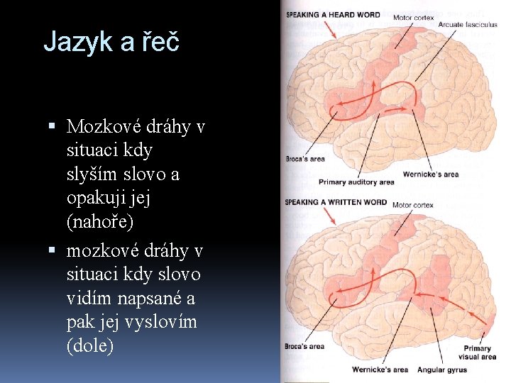 Jazyk a řeč Mozkové dráhy v situaci kdy slyším slovo a opakuji jej (nahoře)