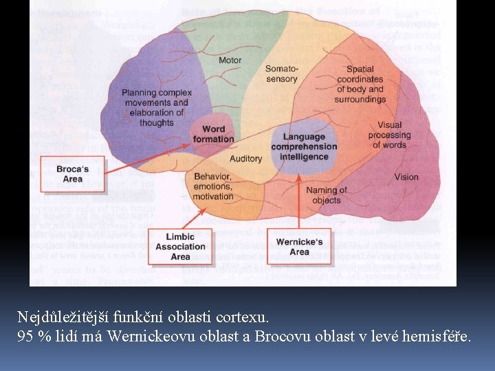 Nejdůležitější funkční oblasti cortexu. 95 % lidí má Wernickeovu oblast a Brocovu oblast v