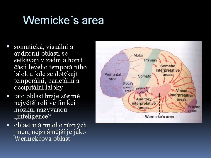 Wernicke´s area somatická, visuální a auditorní oblasti se setkávají v zadní a horní části