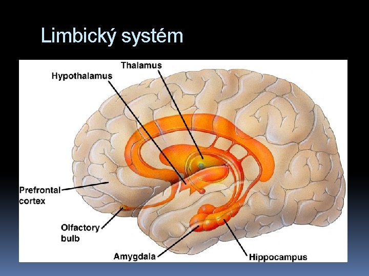 Limbický systém 