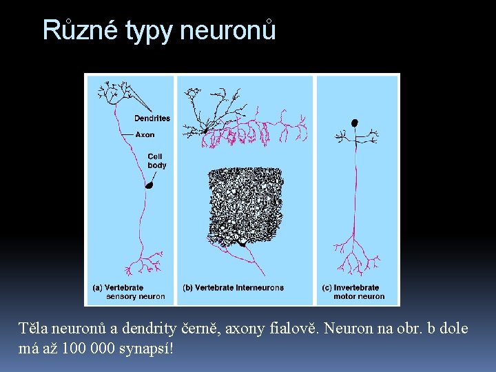 Různé typy neuronů Těla neuronů a dendrity černě, axony fialově. Neuron na obr. b