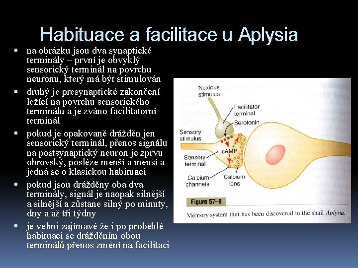 Habituace a facilitace u Aplysia na obrázku jsou dva synaptické terminály – první je