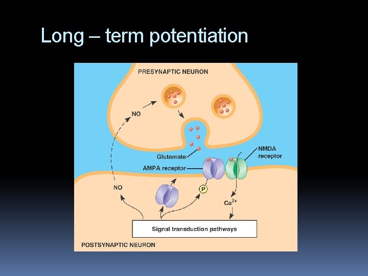 Long – term potentiation 