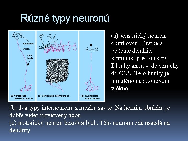 Různé typy neuronů (a) sensorický neuron obratlovců. Krátké a početné dendrity komunikují se sensory.