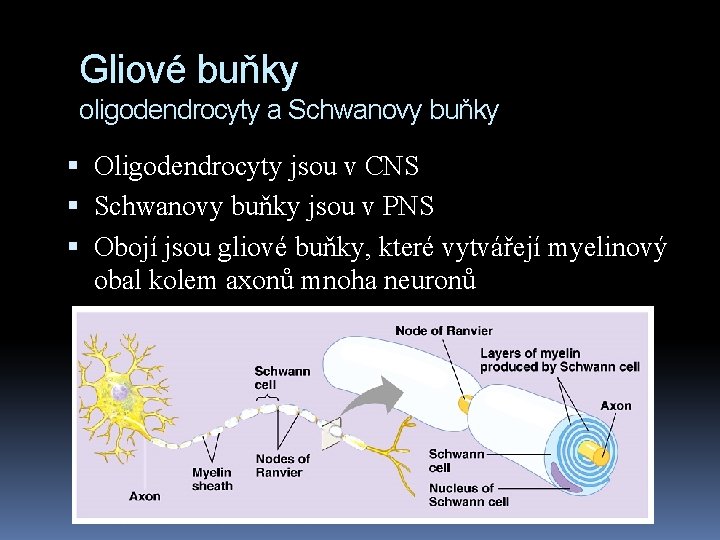 Gliové buňky oligodendrocyty a Schwanovy buňky Oligodendrocyty jsou v CNS Schwanovy buňky jsou v