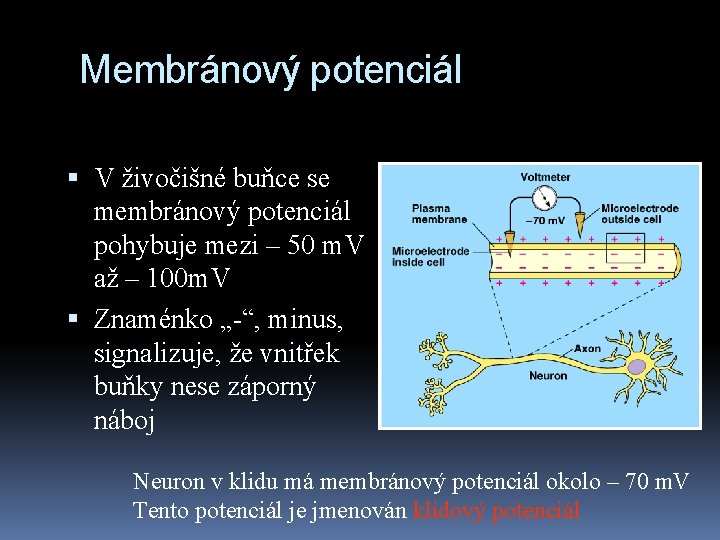 Membránový potenciál V živočišné buňce se membránový potenciál pohybuje mezi – 50 m. V