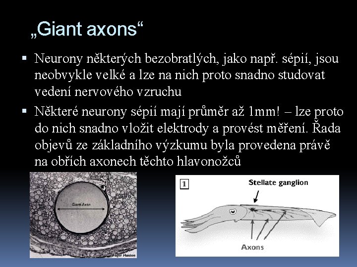 „Giant axons“ Neurony některých bezobratlých, jako např. sépií, jsou neobvykle velké a lze na