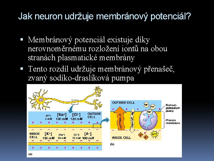 Jak neuron udržuje membránový potenciál? Membránový potenciál existuje díky nerovnoměrnému rozložení iontů na obou