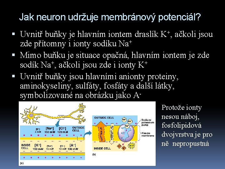 Jak neuron udržuje membránový potenciál? Uvnitř buňky je hlavním iontem draslík K+, ačkoli jsou