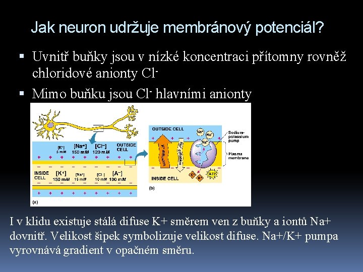 Jak neuron udržuje membránový potenciál? Uvnitř buňky jsou v nízké koncentraci přítomny rovněž chloridové