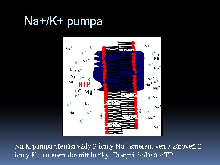 Na+/K+ pumpa Na/K pumpa přenáší vždy 3 ionty Na+ směrem ven a zároveň 2