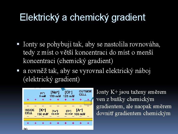 Elektrický a chemický gradient Ionty se pohybují tak, aby se nastolila rovnováha, tedy z