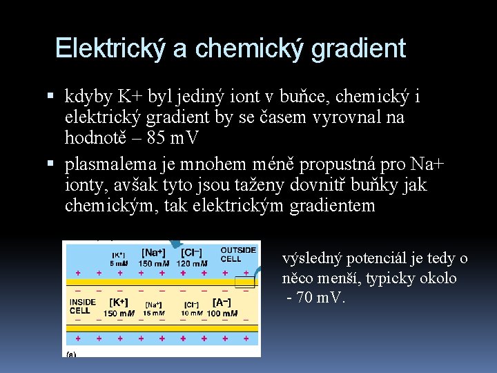 Elektrický a chemický gradient kdyby K+ byl jediný iont v buňce, chemický i elektrický