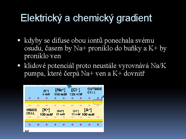 Elektrický a chemický gradient kdyby se difuse obou iontů ponechala svému osudu, časem by