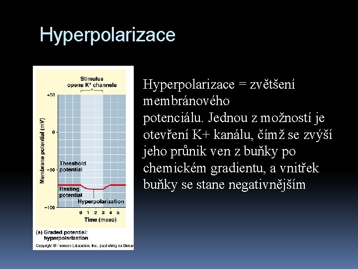 Hyperpolarizace = zvětšení membránového potenciálu. Jednou z možností je otevření K+ kanálu, čímž se