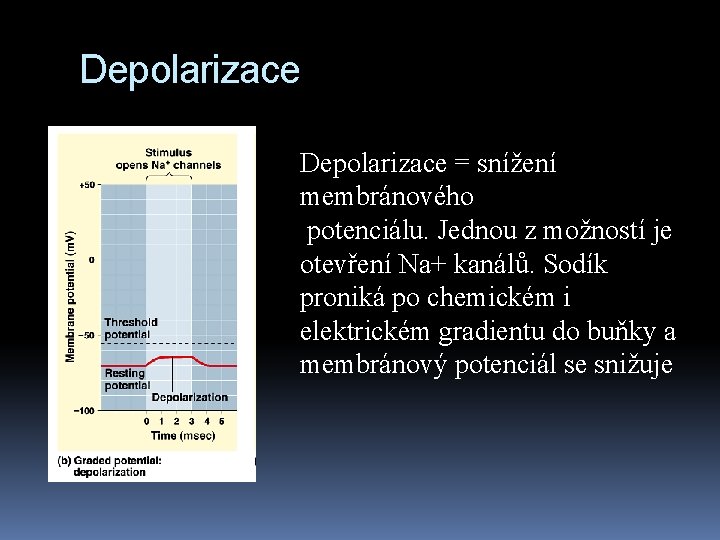 Depolarizace = snížení membránového potenciálu. Jednou z možností je otevření Na+ kanálů. Sodík proniká