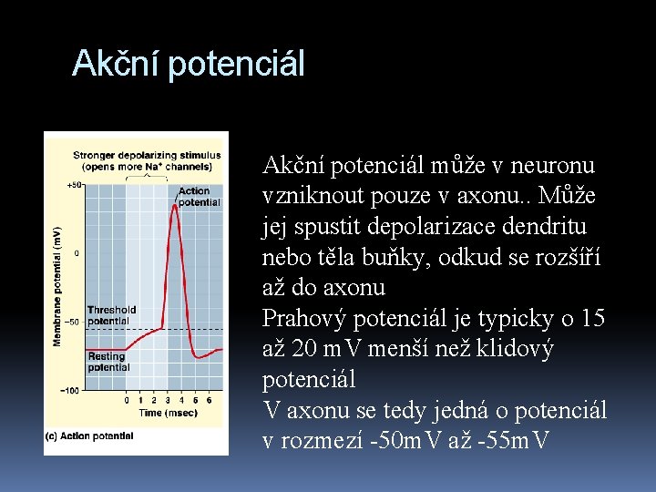 Akční potenciál může v neuronu vzniknout pouze v axonu. . Může jej spustit depolarizace