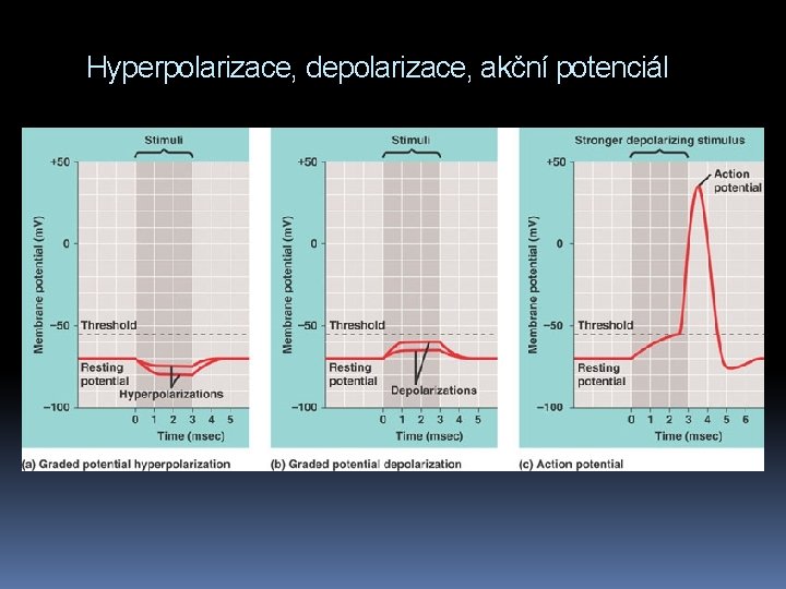 Hyperpolarizace, depolarizace, akční potenciál 