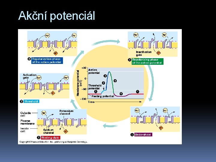 Akční potenciál 
