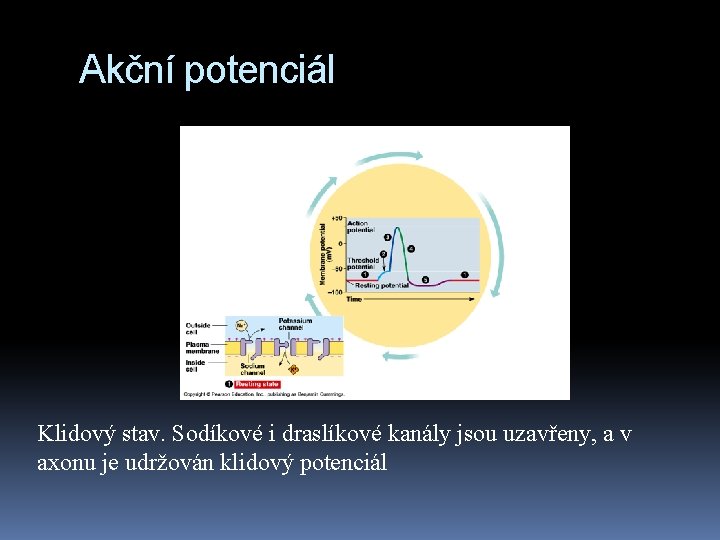 Akční potenciál Klidový stav. Sodíkové i draslíkové kanály jsou uzavřeny, a v axonu je