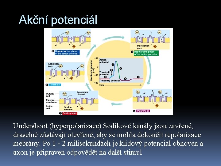 Akční potenciál Undershoot (hyperpolarizace) Sodíkové kanály jsou zavřené, draselné zůstávají otevřené, aby se mohla