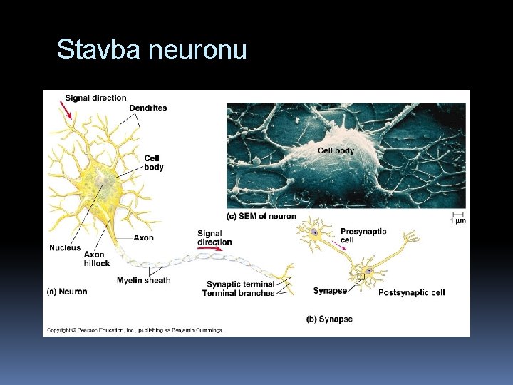 Stavba neuronu 