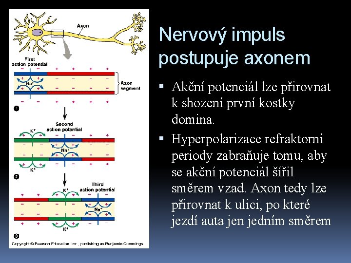 Nervový impuls postupuje axonem Akční potenciál lze přirovnat k shození první kostky domina. Hyperpolarizace