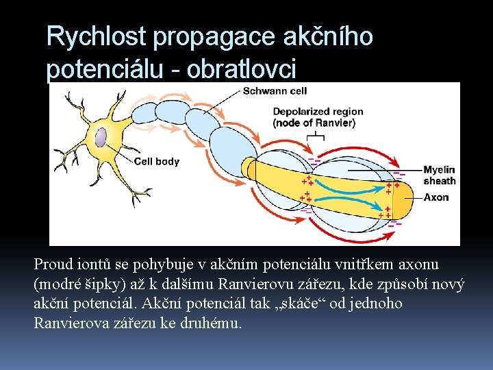 Rychlost propagace akčního potenciálu - obratlovci Proud iontů se pohybuje v akčním potenciálu vnitřkem