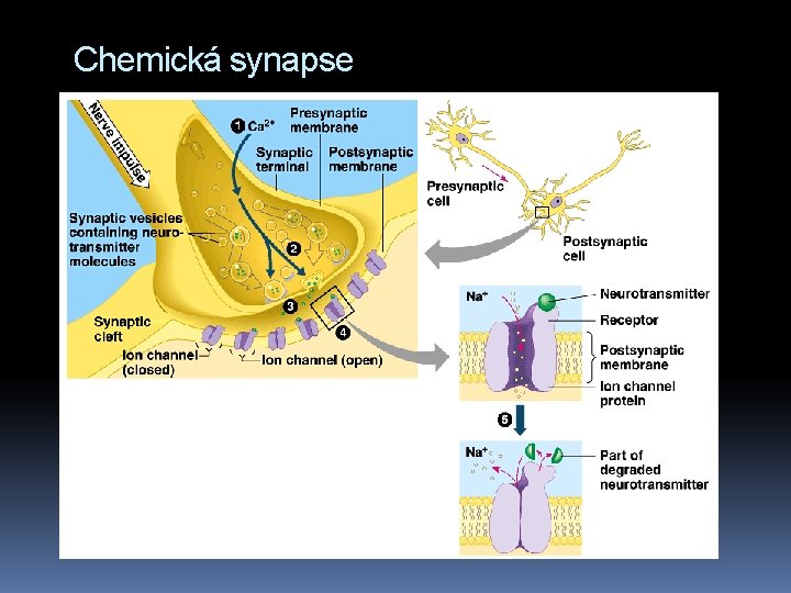 Chemická synapse 