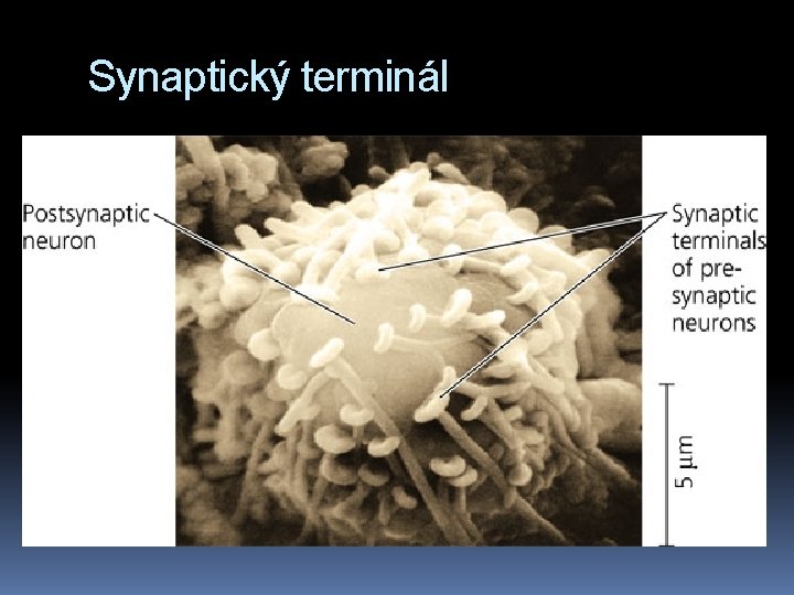 Synaptický terminál 