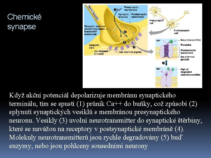 Chemické synapse Když akční potenciál depolarizuje membránu synaptického terminálu, tím se spustí (1) průnik