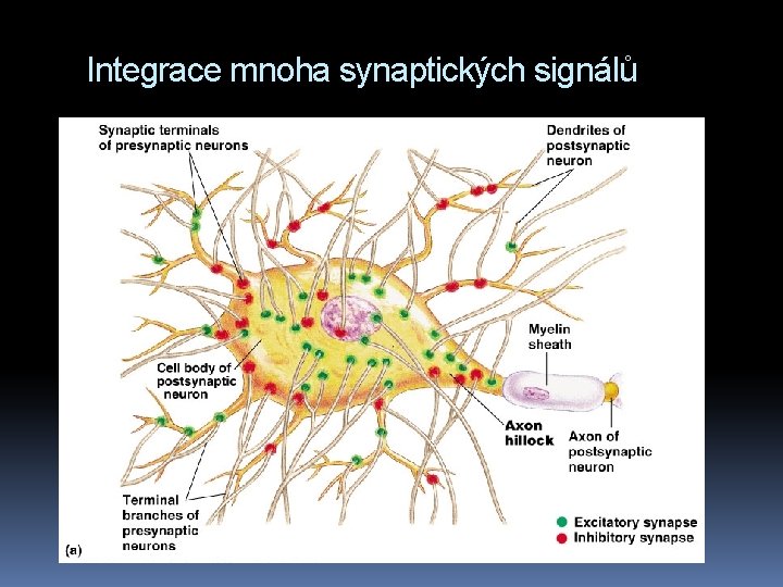 Integrace mnoha synaptických signálů 